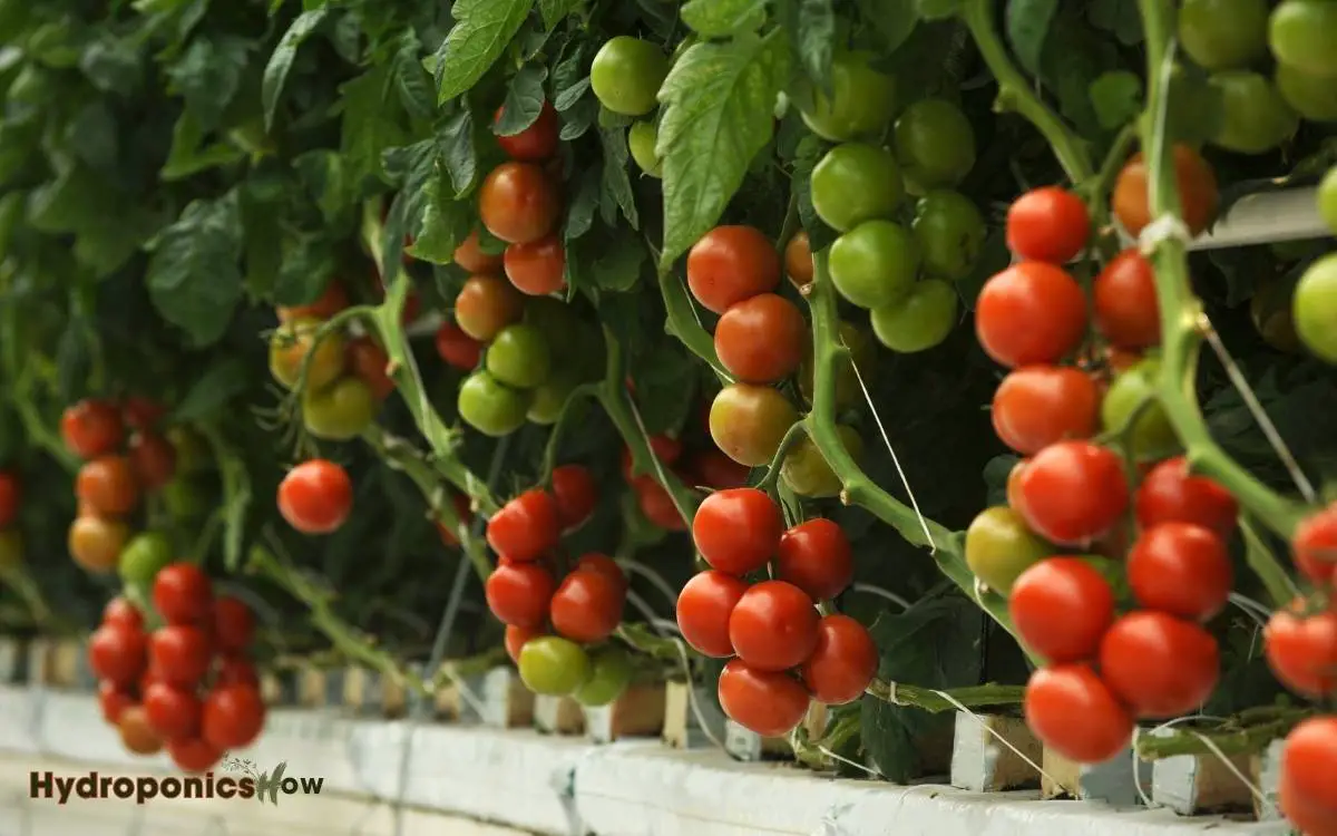 3 types of tomatoes grown hydroponically