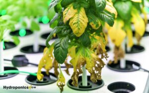 4 common hydroponic plant problems