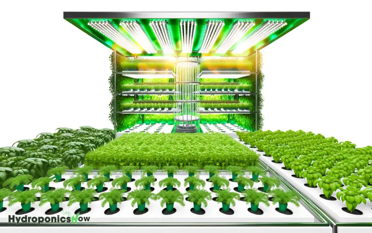 a case study on application of hydroponics in growing plants