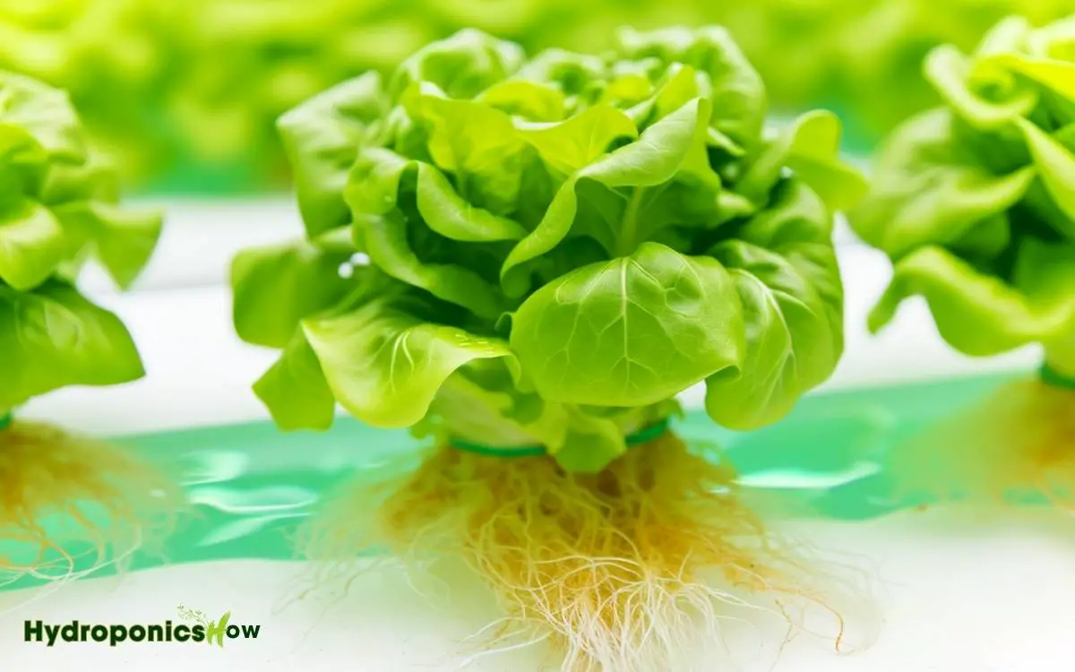 are hydroponic plants safe to eat