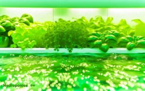 can hydroponics plants take chlorine