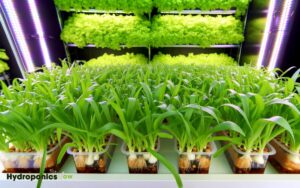 can i plant garlic in hydroponics