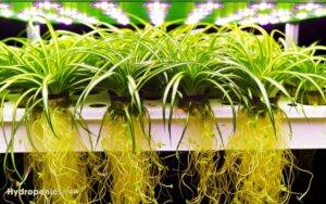 can spider plants be grown hydroponically