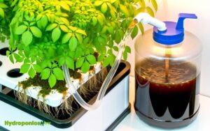 can you fertilize hydroponic plants with compost tea