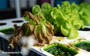 common hydroponic plant problems with images