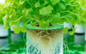 do hydroponically grown plants have roots