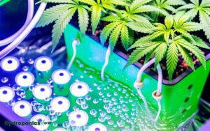 easy way to clone weed plants hydroponically