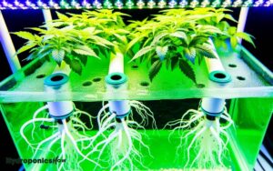 how do plants react hydroponics