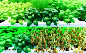 how does temperature affect plant growth in hydroponics