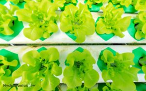 how far apart should hydroponic lettuce be planted