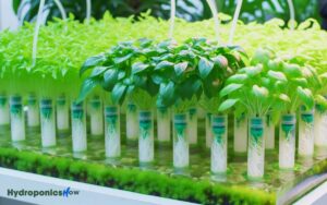 how much water do hydroponic plants need oxygen not included