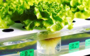 how much water does a hydroponic lettuce plant need