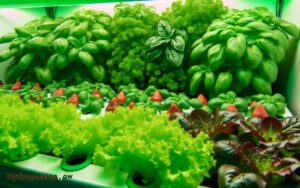 types of hydroponic plants produce