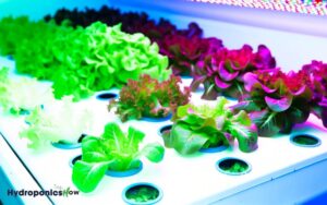 types of lettuce for hydroponics