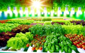 types of plants grown in hydroponics