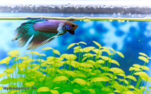 water type needed for betta hydroponics