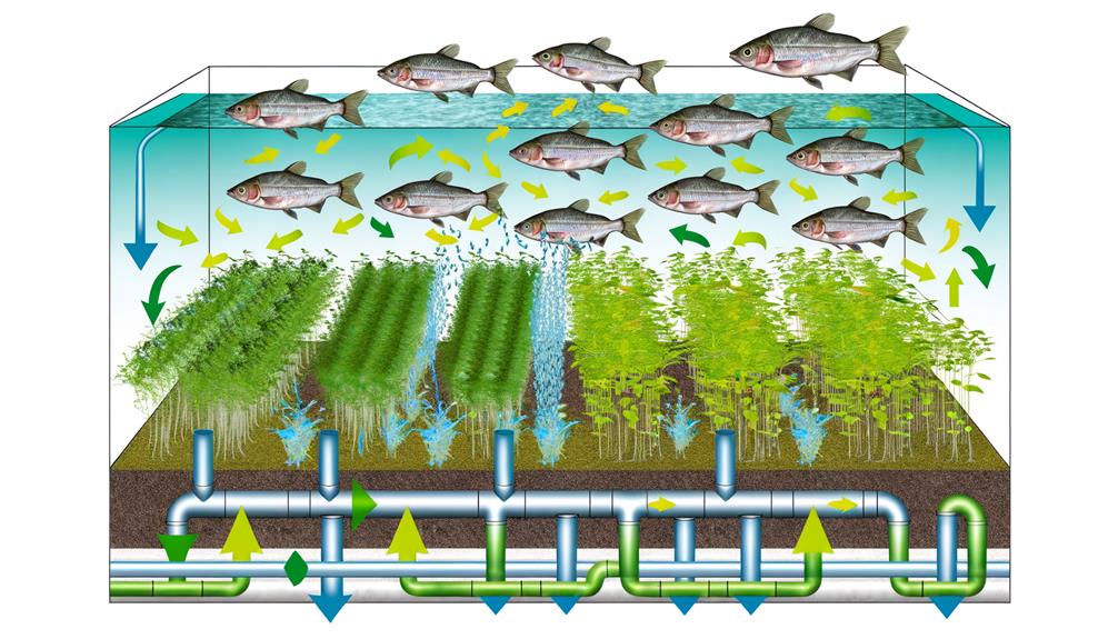 aquaponics aquaculture meets hydroponics