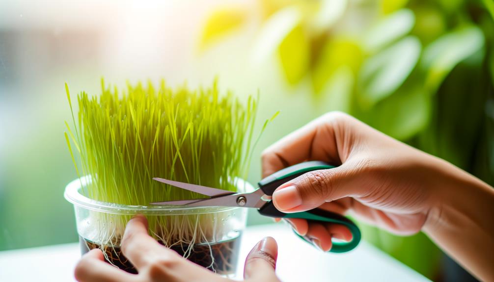 cat grass harvest time