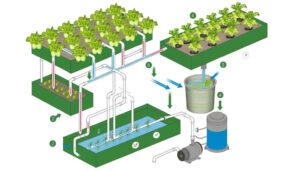 create nft hydroponic system