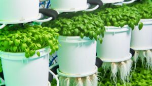 dutch bucket hydroponics system