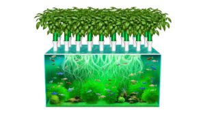 fish tank hydroponic system guide