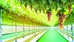 hydroponic grape cultivation possible