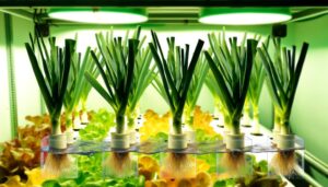 hydroponic leek cultivation possible