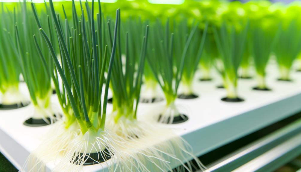 hydroponic onion cultivation advantages