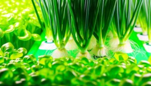 hydroponic onion cultivation possible