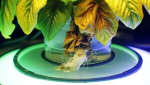 hydroponic plant health issues