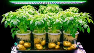 hydroponic potato cultivation possible