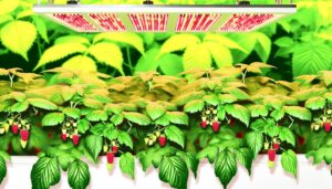 hydroponic raspberry cultivation possible