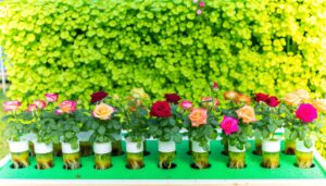 hydroponic rose cultivation possible