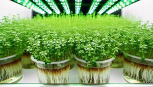 hydroponic thyme cultivation possible