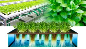 hydroponics surpasses soil gardening