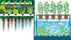 hydroponics versus aquaponics explained