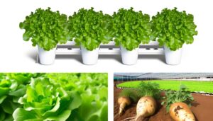 limitations of hydroponic growth