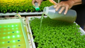 liquid fertilizer for hydroponics