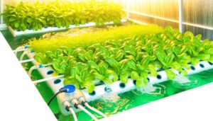 maintain hydroponic water purity