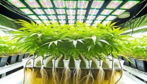 optimal autoflower hydroponic growth