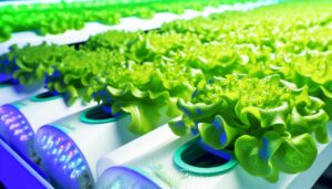 regrowing hydroponic lettuce possible