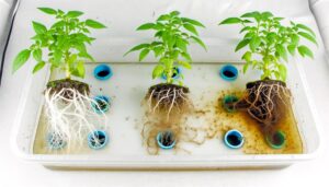 root health in hydroponics