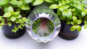 soda bottle hydroponic system