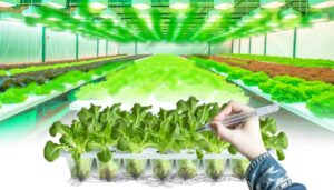 vegetable hydroponic nutrient solution