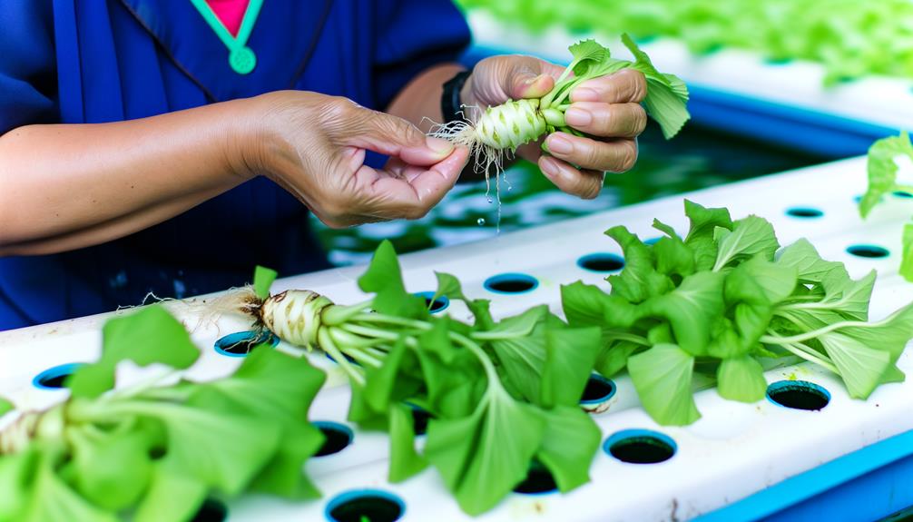 wasabi harvesting and storage