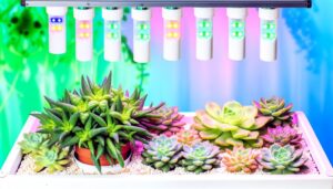 yes hydroponic succulent cultivation